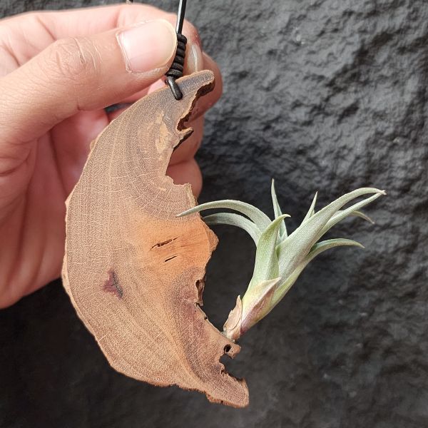 綠兔-歐洲/Tillandsia Edithae Green 