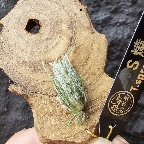 S燒-實生(尺寸約3~4cm)/Tillandsia sprengeliana seedling 