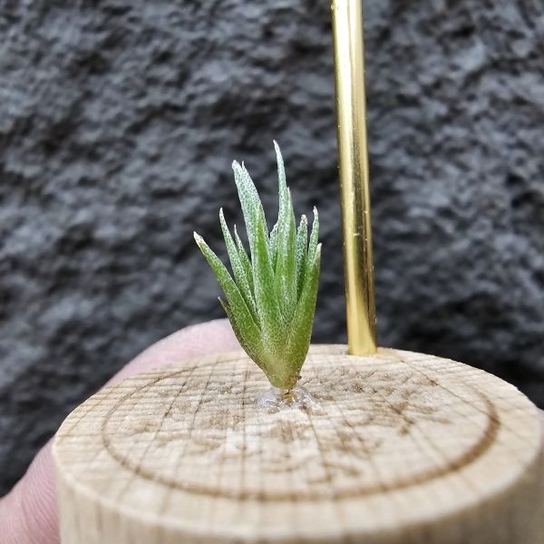 黃花媳婦(xip)×河豚/Tillandsia xiphioides var. lutea × ehlersiana 