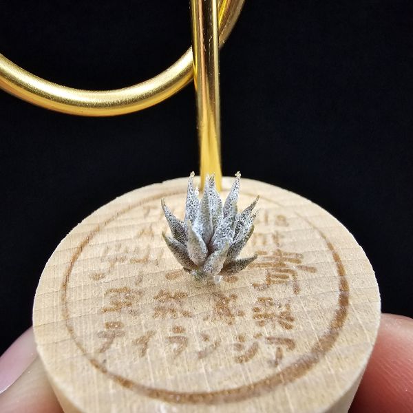 德K榛果×雨林AP(S)/Tillandsia ionantha haselnuss x ionantha Apretado(RFI) 