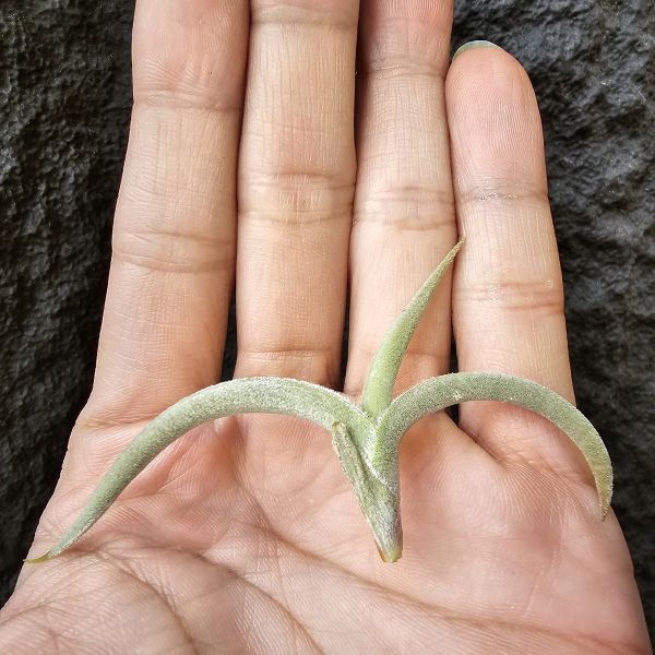 甜不辣/Tillandsia tenebra(Argentina) 