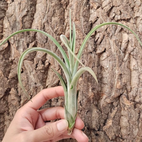 貝利藝×波麗斯塔亞-交種/Tillandsia Baileyi Texas × Polystachia Hybrid 