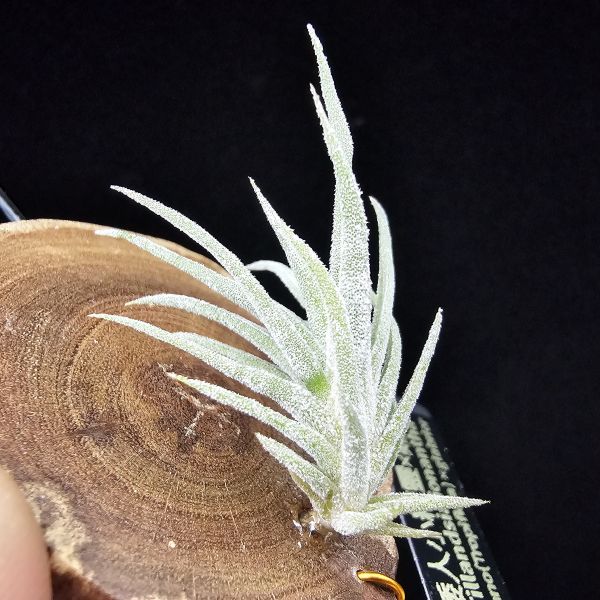 New~小矮人精靈×雞爪(精靈爪?)單株/Tillandsia ionantha Enano(Tropiflora) × glabrior~熱帶'小矮人精靈'與銀葉質感的'雞爪'交種，有點奇葩XD~叢生滿美、毛毛的~ 