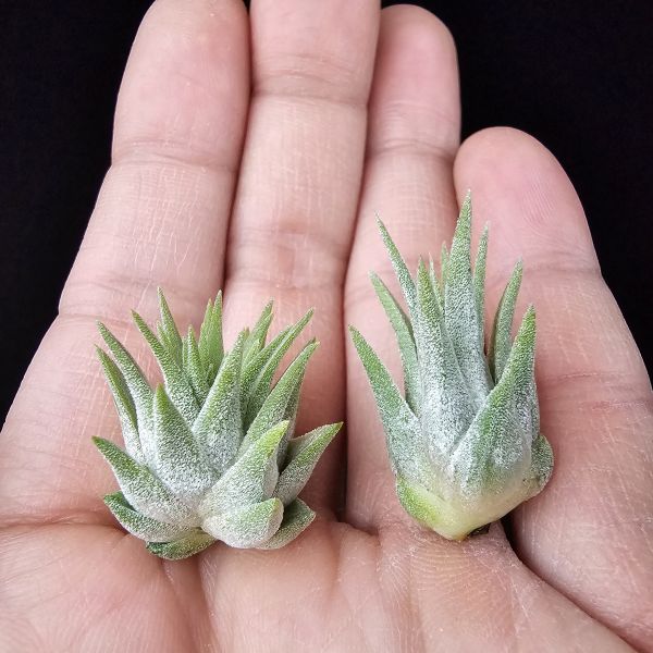 松果小精靈+天鵝絨小精靈/Tillandsia ionantha pinecone/Tillandsia ionantha Tall Velvet 