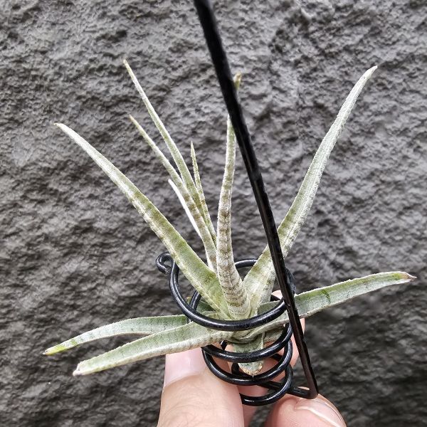 老虎(稀)/Tillandsia Holm's Tiger~台灣沒幾隻的老虎~有點葉傷特價，這價格很優惠！花時間養漂亮~ 