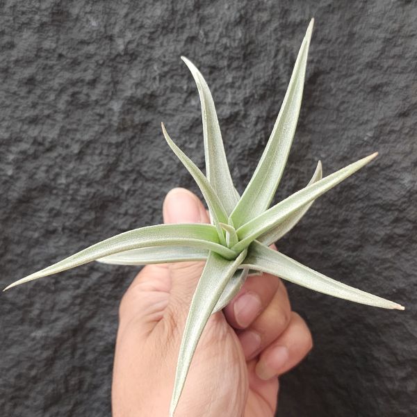 樂透/Tillandsia lotteae 