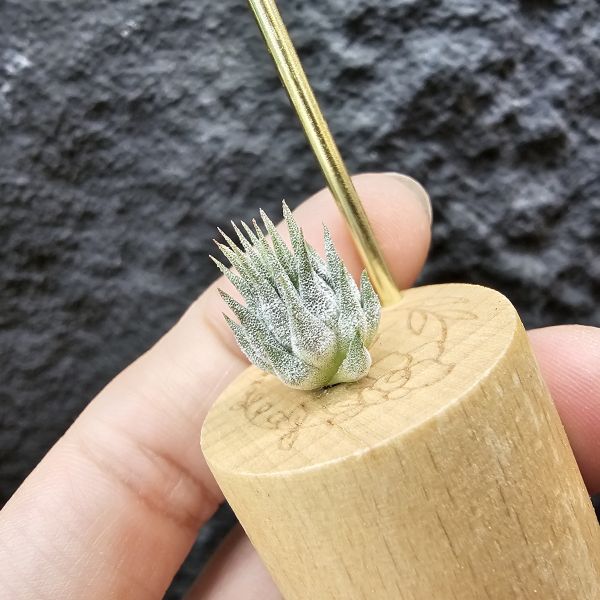 羅西塔小精靈(選)母株可參考圖二/Tillandsia ionantha rosita 