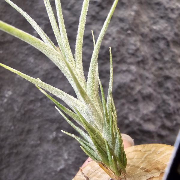 歐洲阿Q×(河豚×犀牛)/Tillandsia arequitae × (ehlersiana × seleriana RFI) 