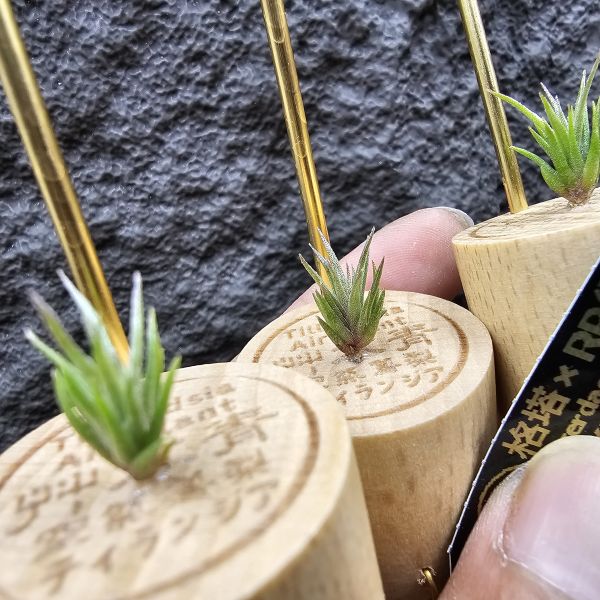 格塔 × RR(影月)不挑株/Tillandsia gerdae × Regal Rene~小型瓣狀花交管狀花不易，隨成長會有些格塔長莖的型態，RR則帶出了寬葉毛感以及顯色的特色，親本皆有葉片下包的特性，圖四五參考較大植株。 