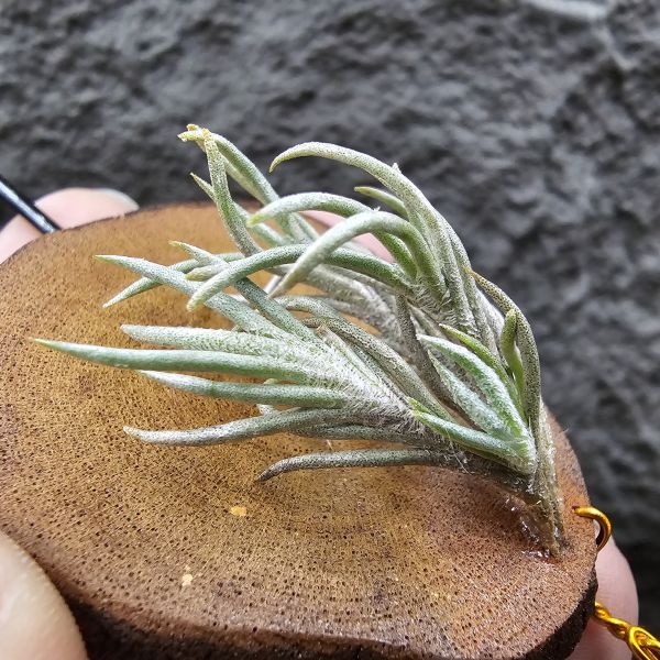 阿根廷卡畢/Tillandsia capillaris(Argentina) 