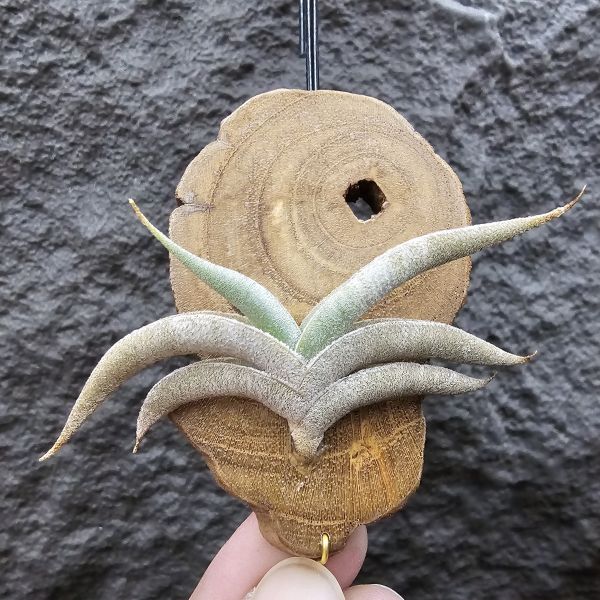吉利major/Tillandsia gilliessii forma major(Argentina) 