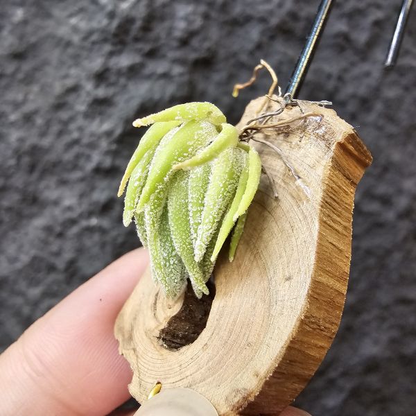 T燒/Tillandsia Thiekenii(Europe) 