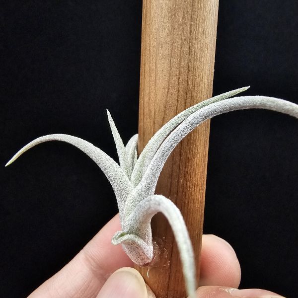 亞伯緹娜×赤兔(鮮豔紅花小型交種)/Tillandsia albertiana × edithae(Europe)~圖四成株開花參照~ 