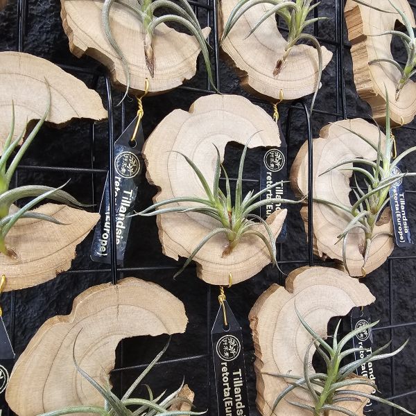 Tillandsia retorta(Europe)不挑株！ 
