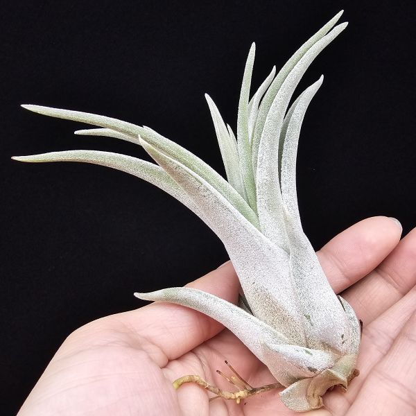銀飾品(熱帶)首輪大肥芽/Tillandsia Silver Trinket(Tropiflora) 