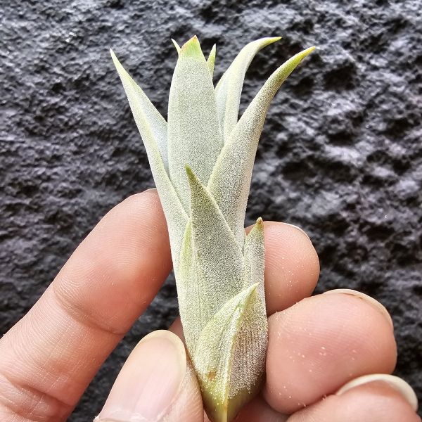 白天鵝/Tillandsia barfussii~肥肥的芽，一片葉尖稍斷，介意勿下單~ 