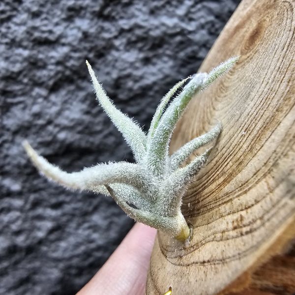 Tillandsia balsasensis(Europe)歐洲正確的巴爾薩斯，少見流通。 