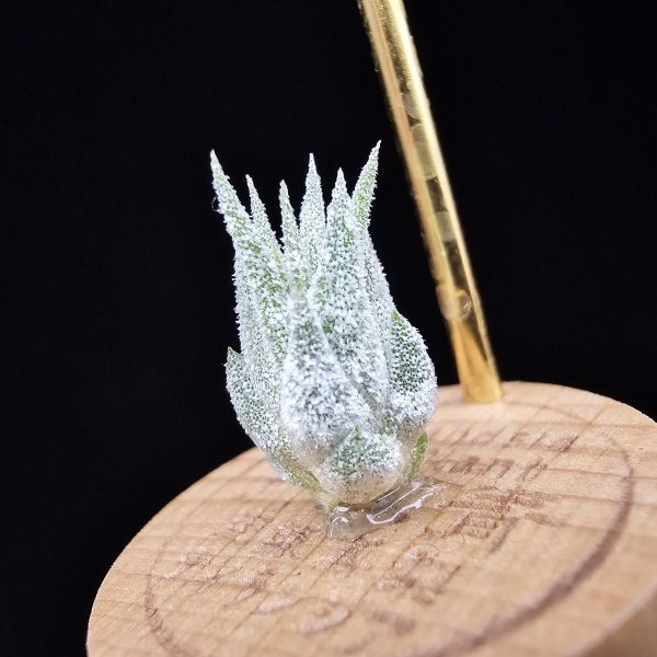 薰衣草小精靈(夏威夷)/Tillandsia ionantha Hawaiian Lavender 