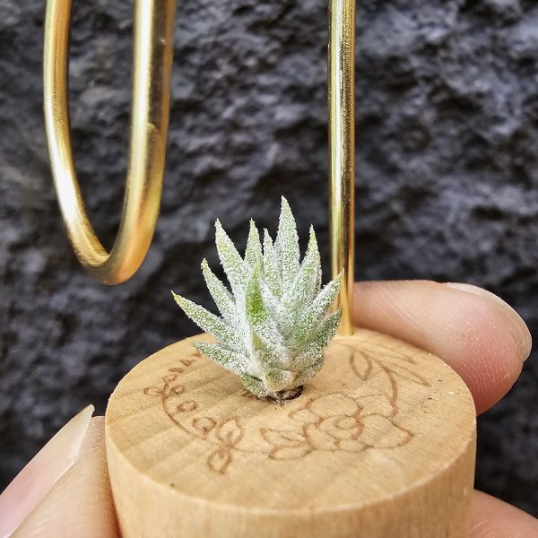 長莖Minor/Tillandsia ionantha van minor form 