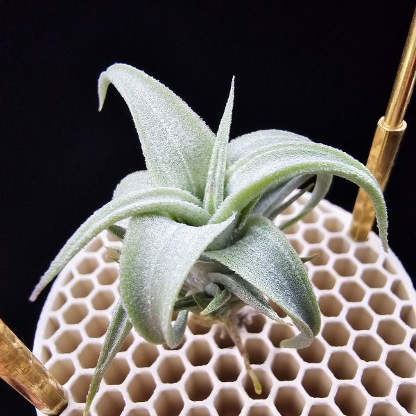 白天鵝×電捲燙貝里斯/Tillandsia barfussii × streptophylla Belize 