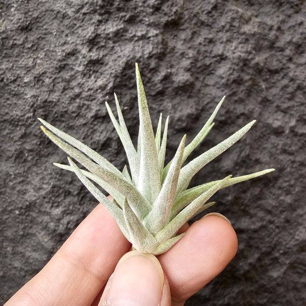 白翼/Tillandsia didisticha 