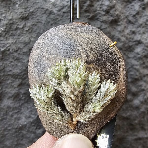 彈頭/Tillandsia pedicellata(Argentina) 