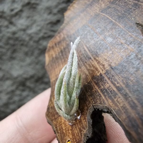 赤兔×正B燒(新品)/Tillandsia edithae × brachyphylla(Brazil)~From JoLi~這是一品不容易的交種！ 