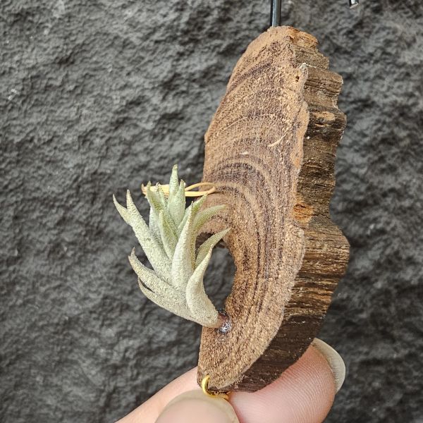 布雷爾利托西斯/Tillandsia brealitoensis 