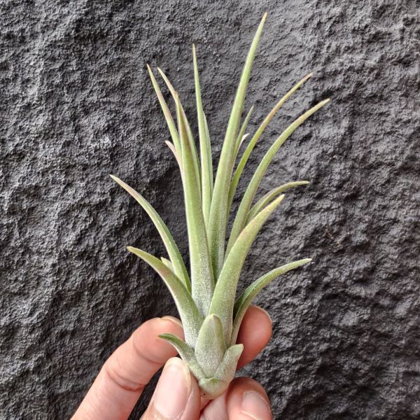 卡比他他×德魯伊/Tillandsia capitata × ionantha Druid 