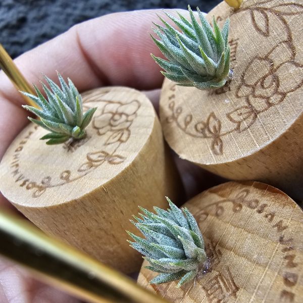 初戀 × 德K榛(B型)M尺寸不挑株/Tillandsia arequitae ×  ionantha haselnuss clone B 