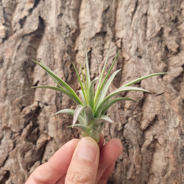 空可樂×西雷達小精靈/Tillandsia Concolor × Ionantha Select Red 