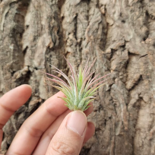 火焰&福果小精靈-綠色型/Tillandsia ionantha Fuego 