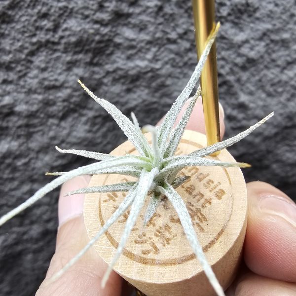 Joy×變異子彈(毛毛的)/Tillandsia Joy(streptophylla × ehlersiana) × mitlaensis v. Tulensis 