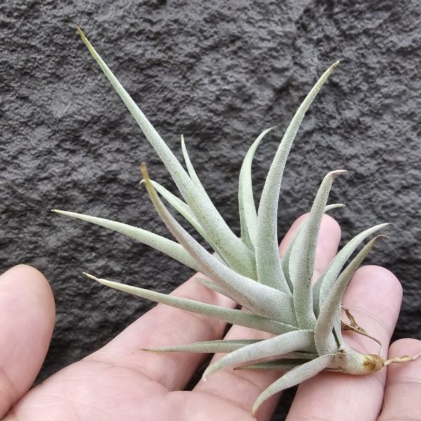 樹猴胖男孩(葉尖有些傷)/Tillandsia Streptocarpa 'Fat Boy' 