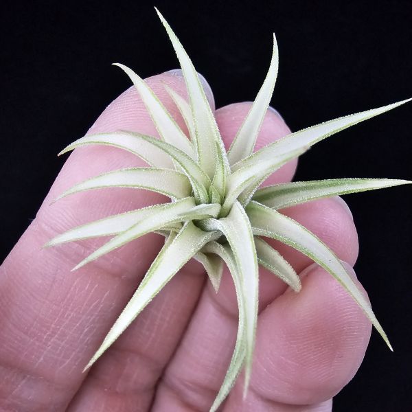 阿伯小精靈(藝)/Tillandsia ionantha Albo-Marginata 