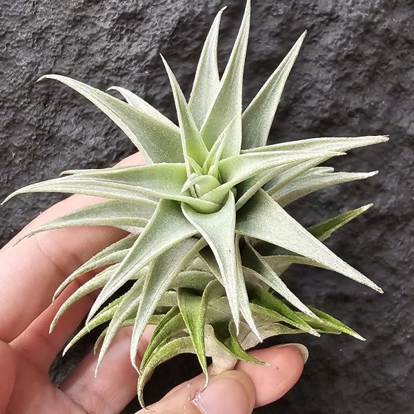 侏儒綠兔/Tillandsia edithiae Dwarf Green Form 