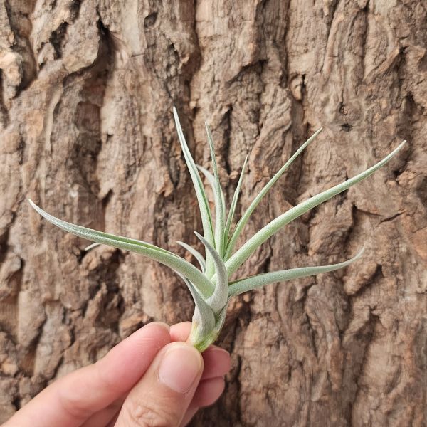 雷卡維芙莉亞/Tillandsia Recurvifolia Leon 
