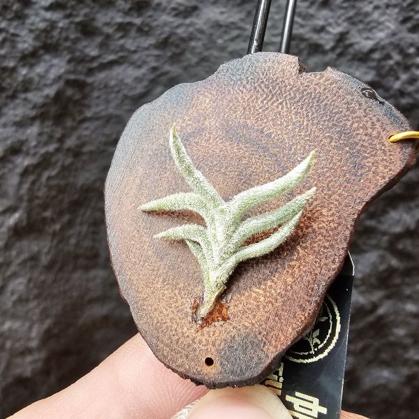 帕姆塔塔/Tillandsia permutata 