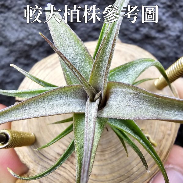 格塔 × RR(影月)不挑株/Tillandsia gerdae × Regal Rene~小型瓣狀花交管狀花不易，隨成長會有些格塔長莖的型態，RR則帶出了寬葉毛感以及顯色的特色，親本皆有葉片下包的特性，圖四五參考較大植株。 