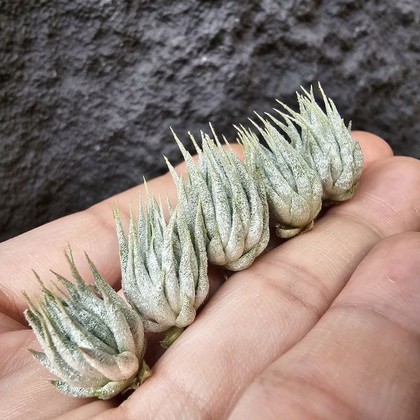 歐洲榛果(都很漂亮不挑株)/Tillandsia ionantha Hazelnut (Europe) 