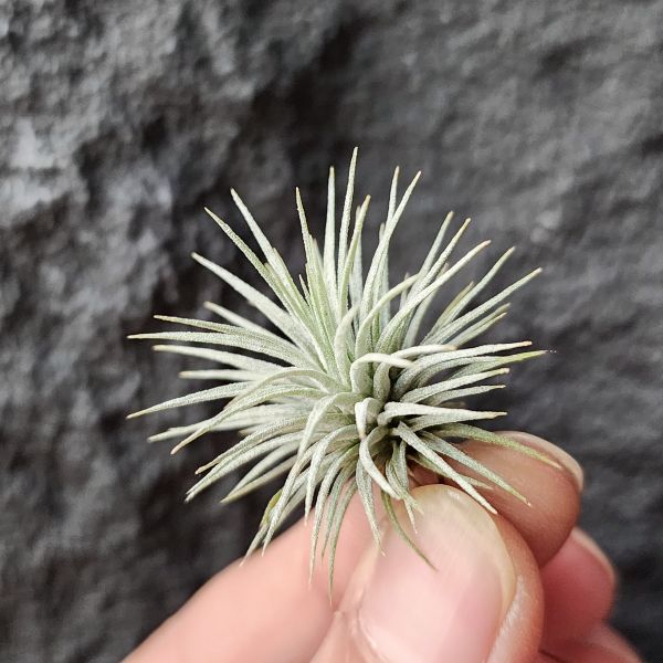 紅花海膽/Tillandsia Argentea 