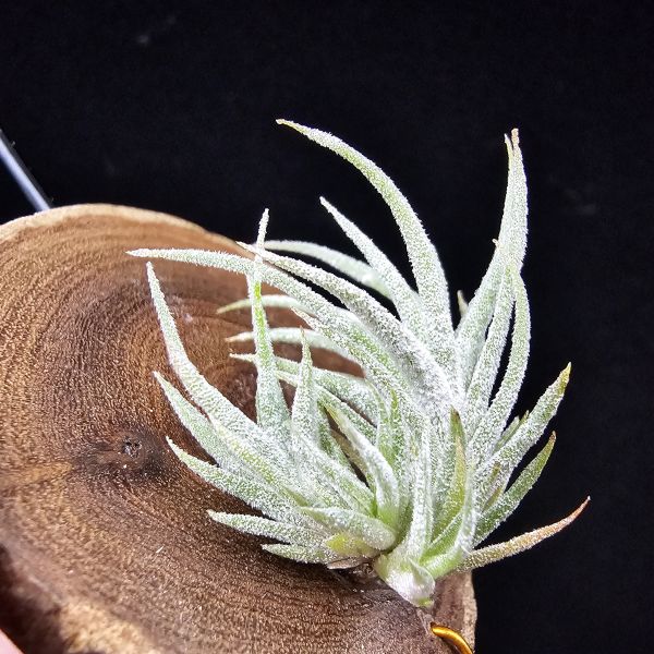 New~小矮人精靈×雞爪(精靈爪?)/Tillandsia ionantha Enano(Tropiflora) × glabrior~熱帶'小矮人精靈'與銀葉質感的'雞爪'交種，有點奇葩XD~叢生滿美、毛毛的~ 