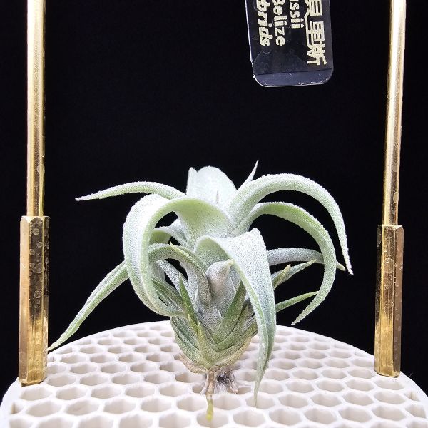 白天鵝×電捲燙貝里斯/Tillandsia barfussii × streptophylla Belize 