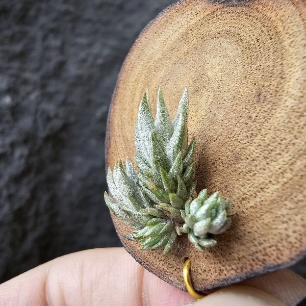 白劍/Tillandsia xiphioides(TI) 