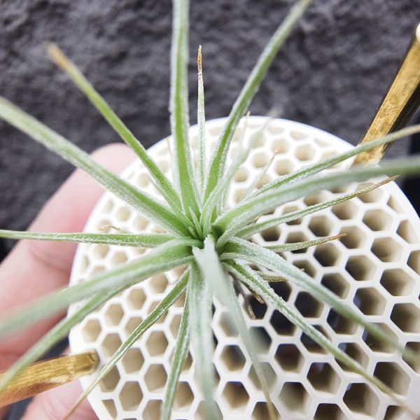 R燒×薄變紫花/Tillandsia roseifolia(正R燒)×Tillandsia gardneri var. rupicola (TF) 