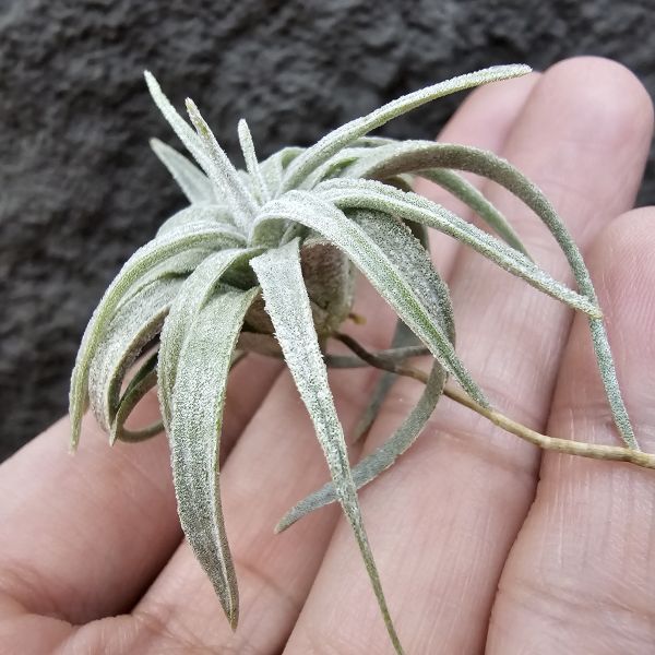 國際莫氏/Tillandsia mauryana(TI) 