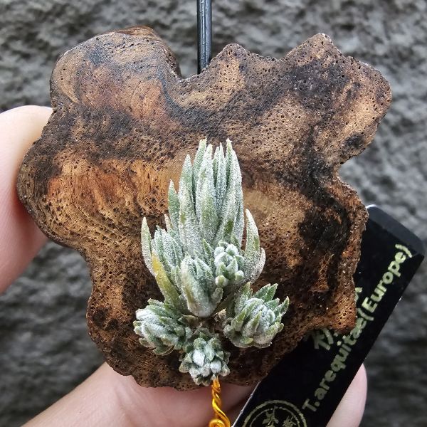 初戀(叢生)/Tillandsia arequitae(Europe) 