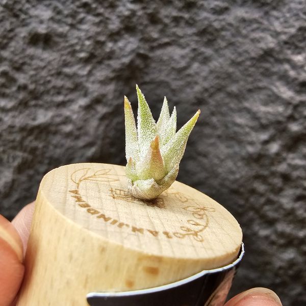 長莖mini/Tillandsia ionantha v. vanhyningii mini Form 