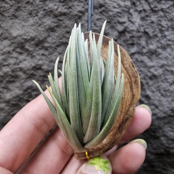 Tillandsia tenuifolia var. saxicola(M++尺寸)紫水晶變異型態較小型個體，與T.tenuifolia Bronze Tip很相似，以來源名稱為主，T.tenuifolia的個體也相當多變，實際上有無個體差異也不好判別，此品未曾見開花過！側上木會呈勾勾的型態相當漂亮！ 