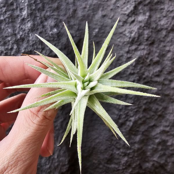 長莖小精靈-熱帶/Tillandsia ionantha v. van-hyningii 
